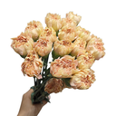 Cẩm chướng đơn- Cam nhạt (20 cành)