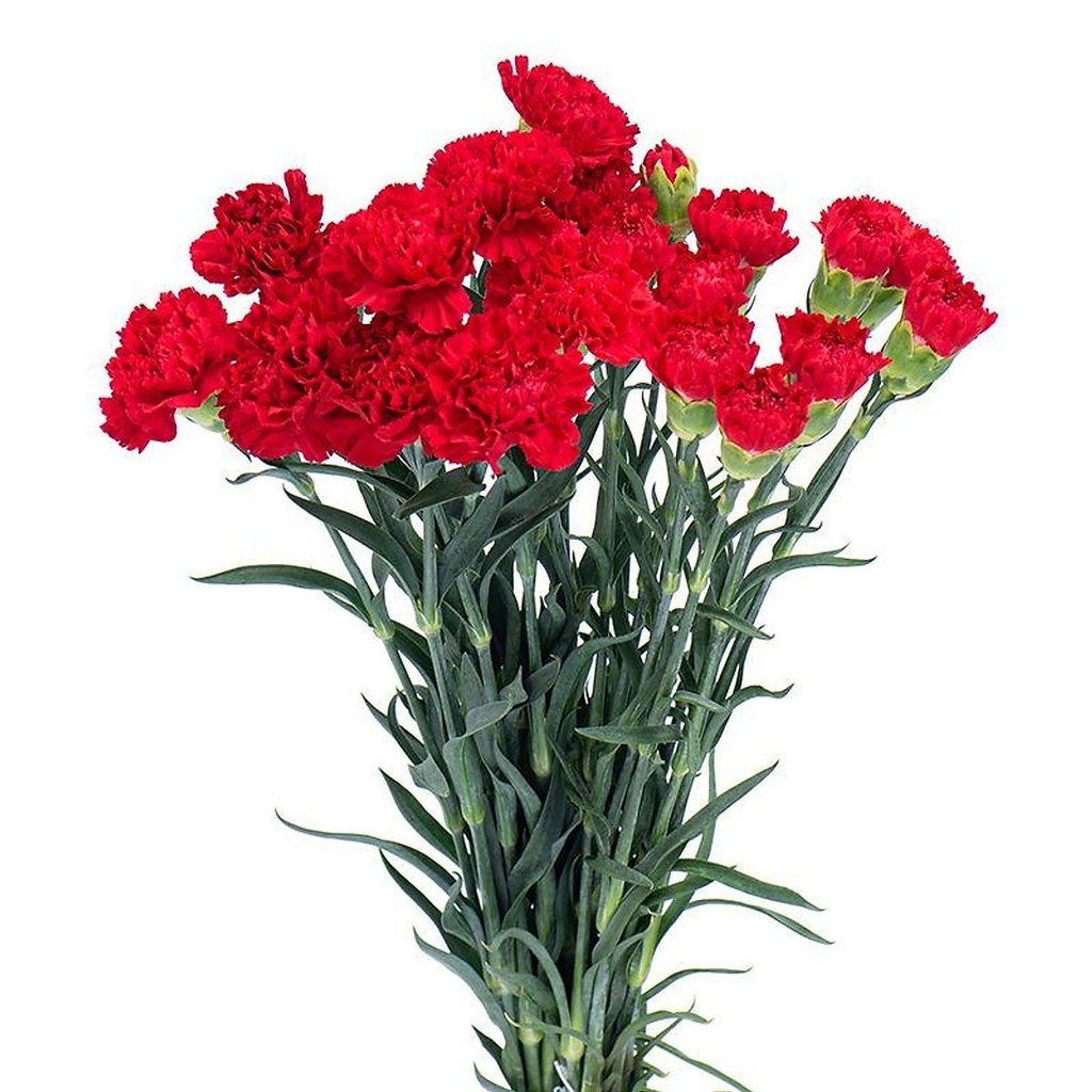 Cẩm chướng đơn - Đỏ (15 cành)