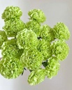 Cẩm chướng đơn - Xanh bơ (15 cành)