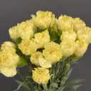 Cẩm chướng đơn - Vàng (20 cành)