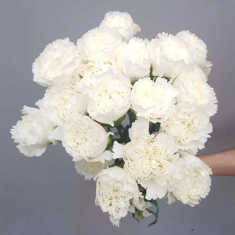 Cẩm chướng đơn - Trắng (20 cành)