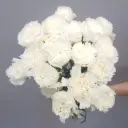 Cẩm chướng đơn - Trắng (20 cành)