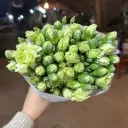 Cẩm chướng chùm - Xanh (20 cành)