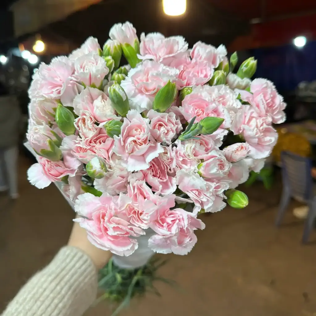 Cẩm chướng chùm - Hồng phớt (20 cành)