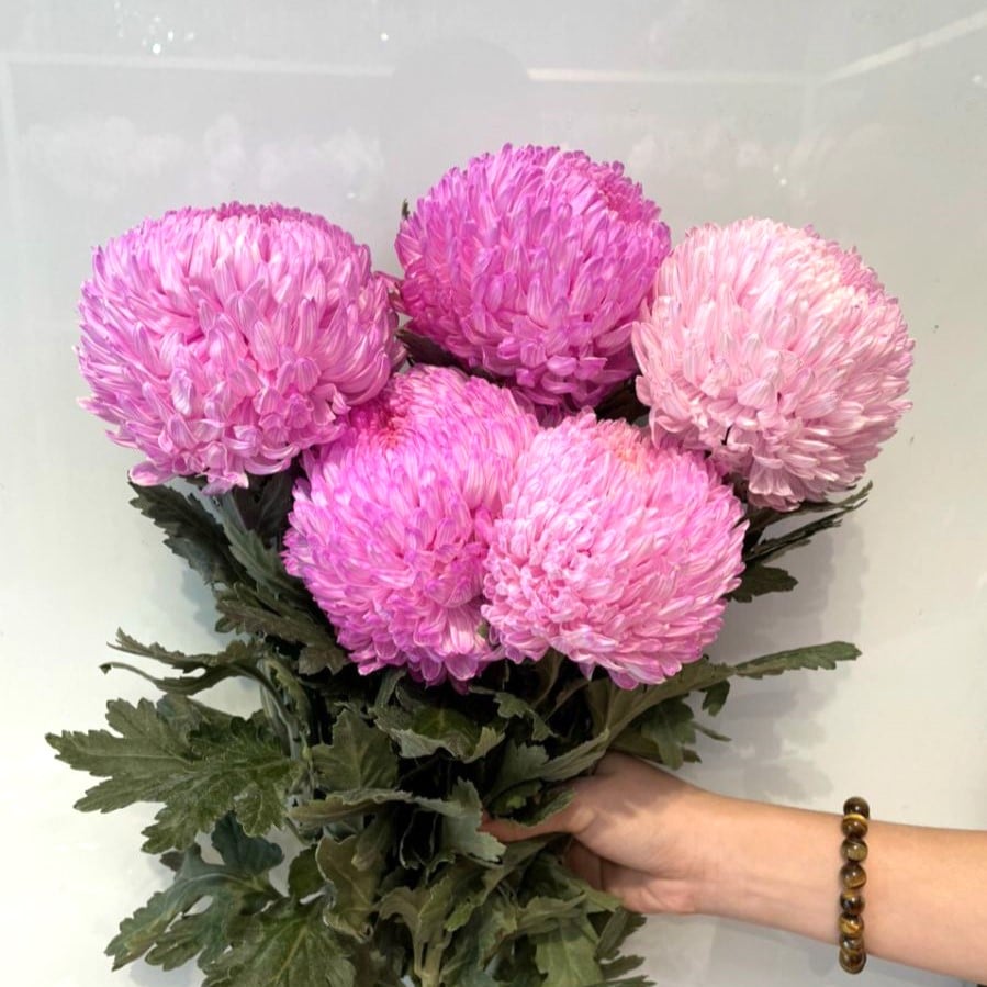 Cúc mẫu đơn hồng (5 bông/bó)