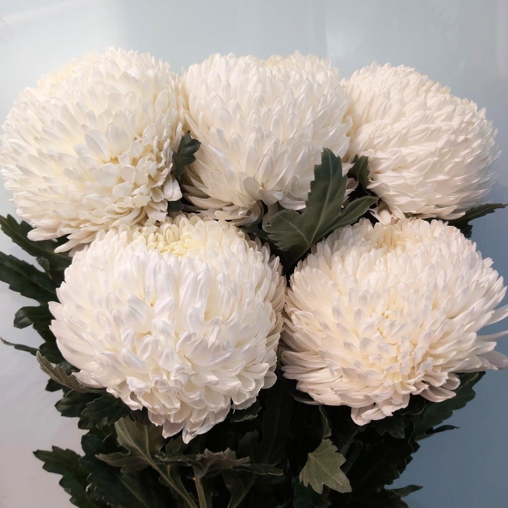 Cúc mẫu đơn trắng (5 bông/bó)