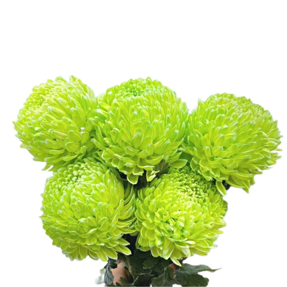 Cúc mẫu đơn xanh cốm (5 bông/bó)
