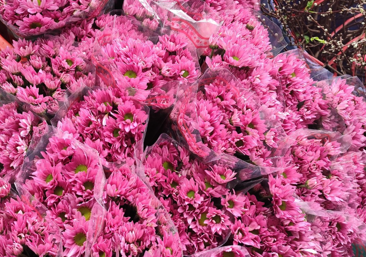 Cúc mai hồng (5 cành)