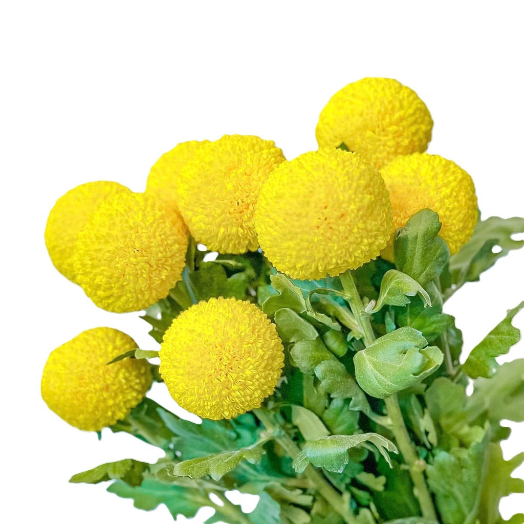 Cúc Ping Pong vàng (10 cành)