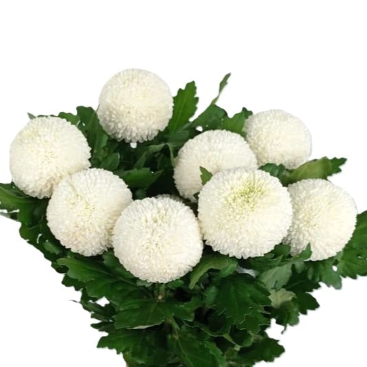 Cúc Ping Pong trắng (10 cành)