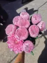 Cúc Lưới tím - Hàng Công ty (10 cành)