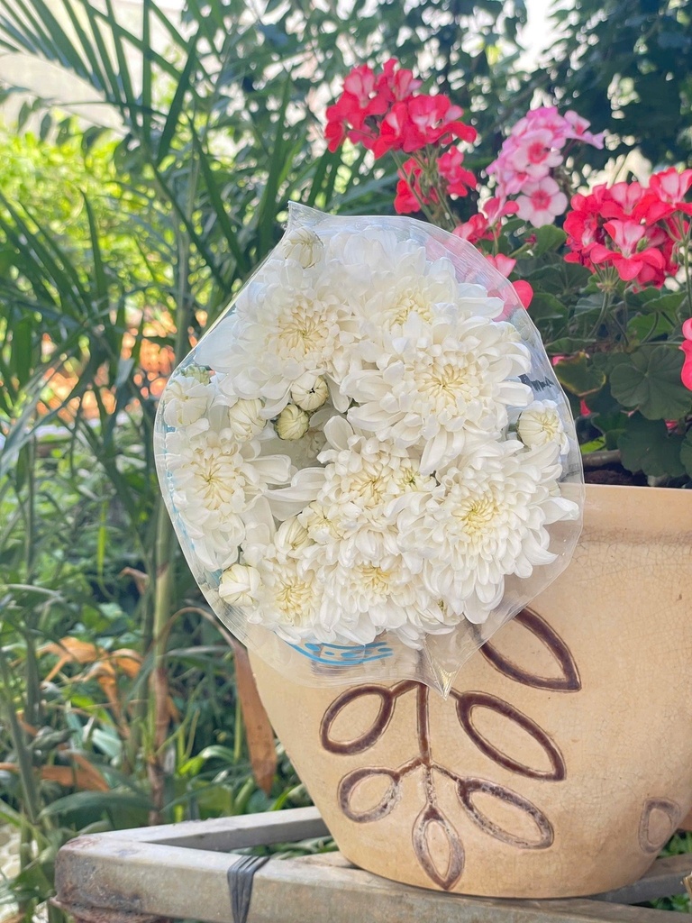 Cúc Chùm Trắng Đà Lạt (10 cành)