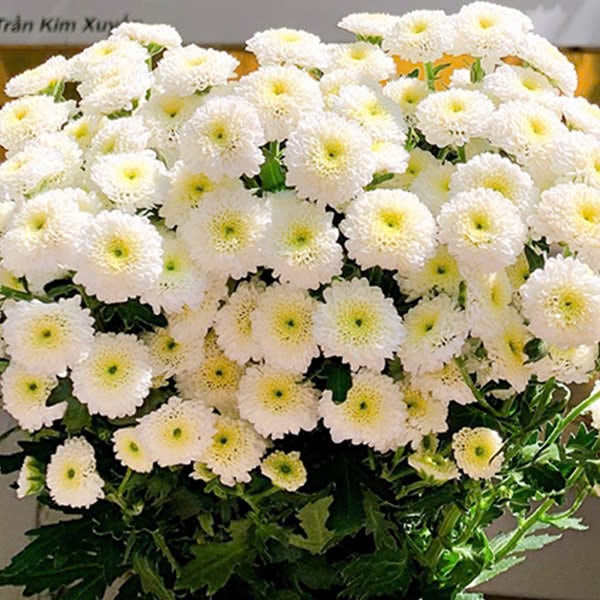 Cúc Calimero trắng (10 cành/bó)