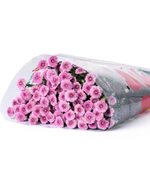 Cúc Calimero Hồng Đà Lạt (10 cành)