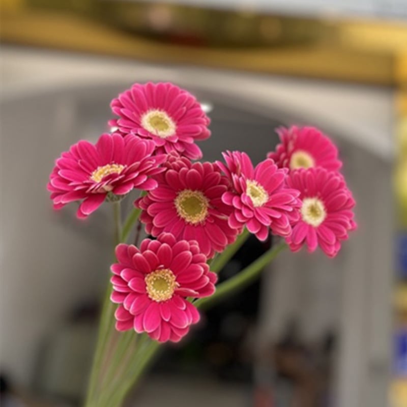 Đồng tiền nhí hồng tím ( 20 bông)