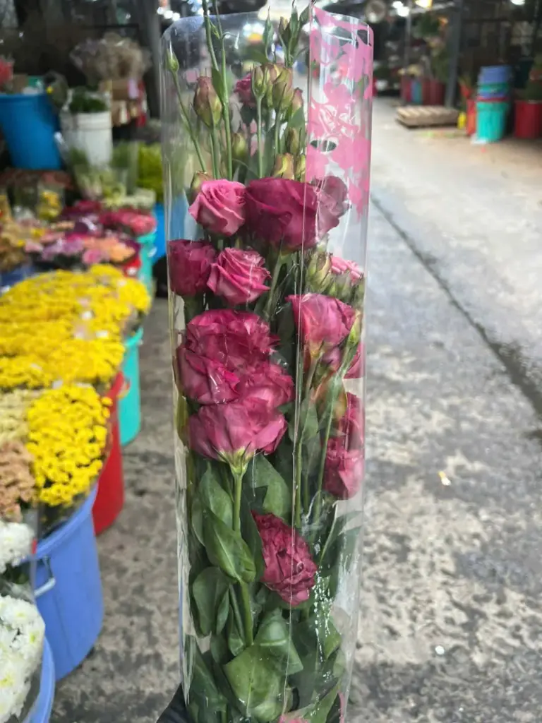Cát Tường hồng viền đậm
