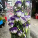 Cát Tường trắng viền tím