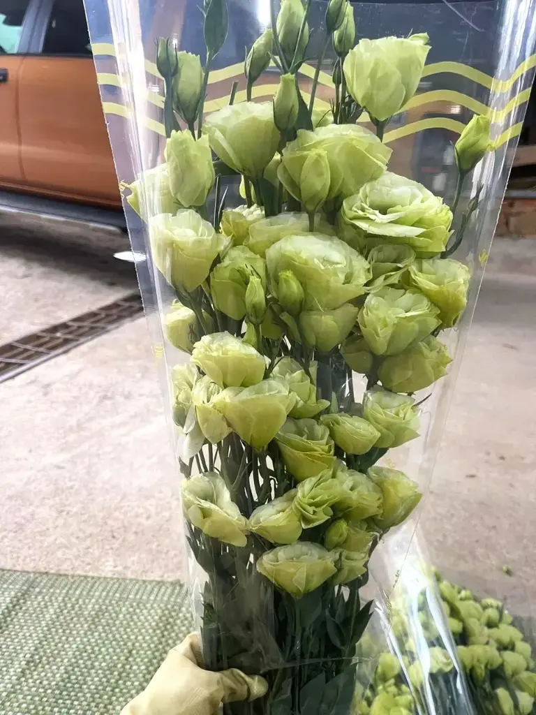 Cát Tường viền xanh bơ