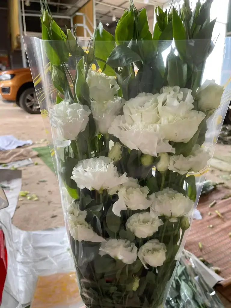Cát Tường xoăn – trắng