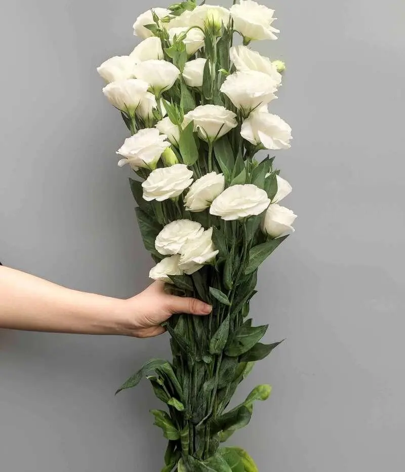Cát tường trắng