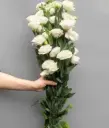 Cát tường trắng
