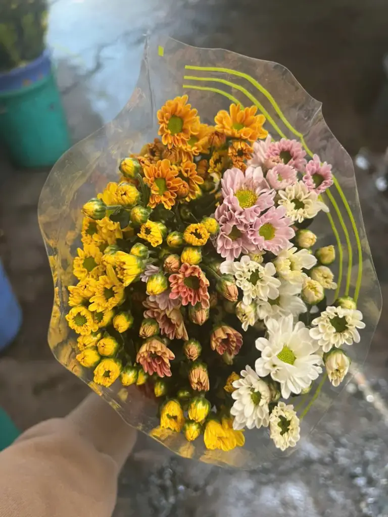 Cúc tứ quý (bó 10 cành)