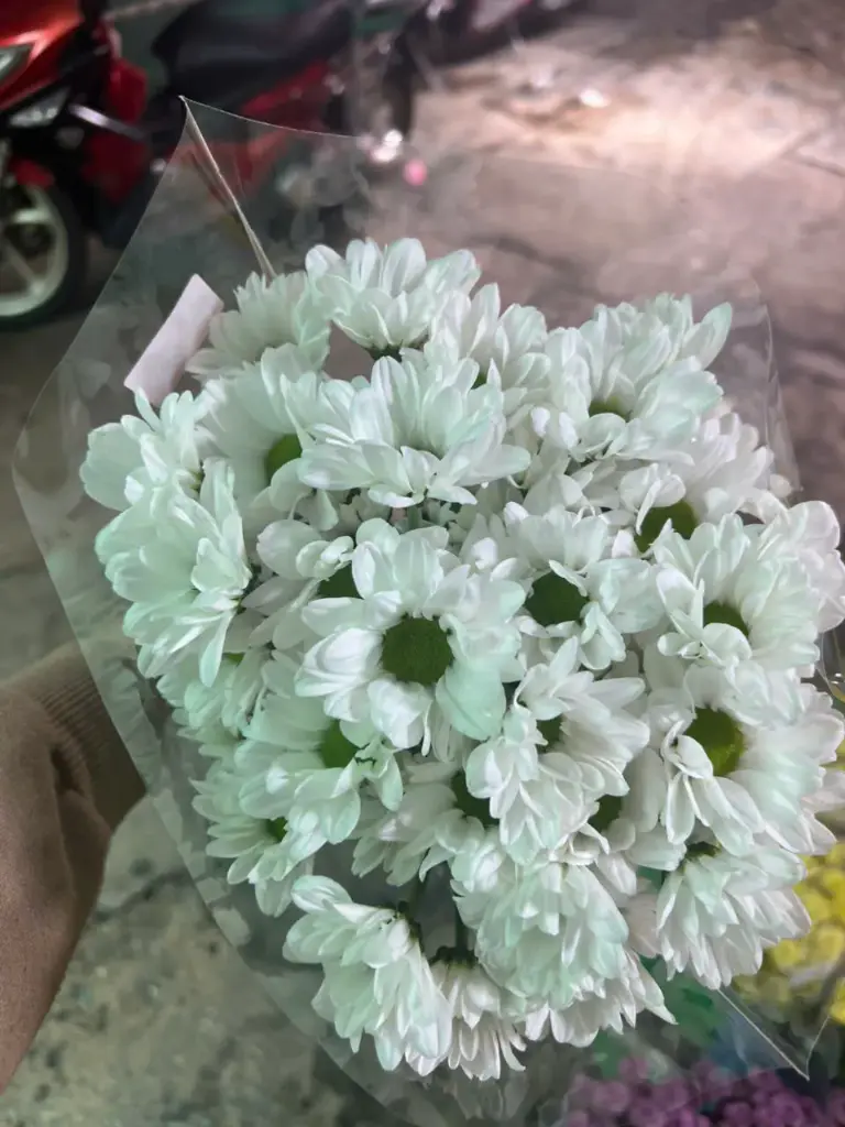Cúc mai, trắng (5 cành) 