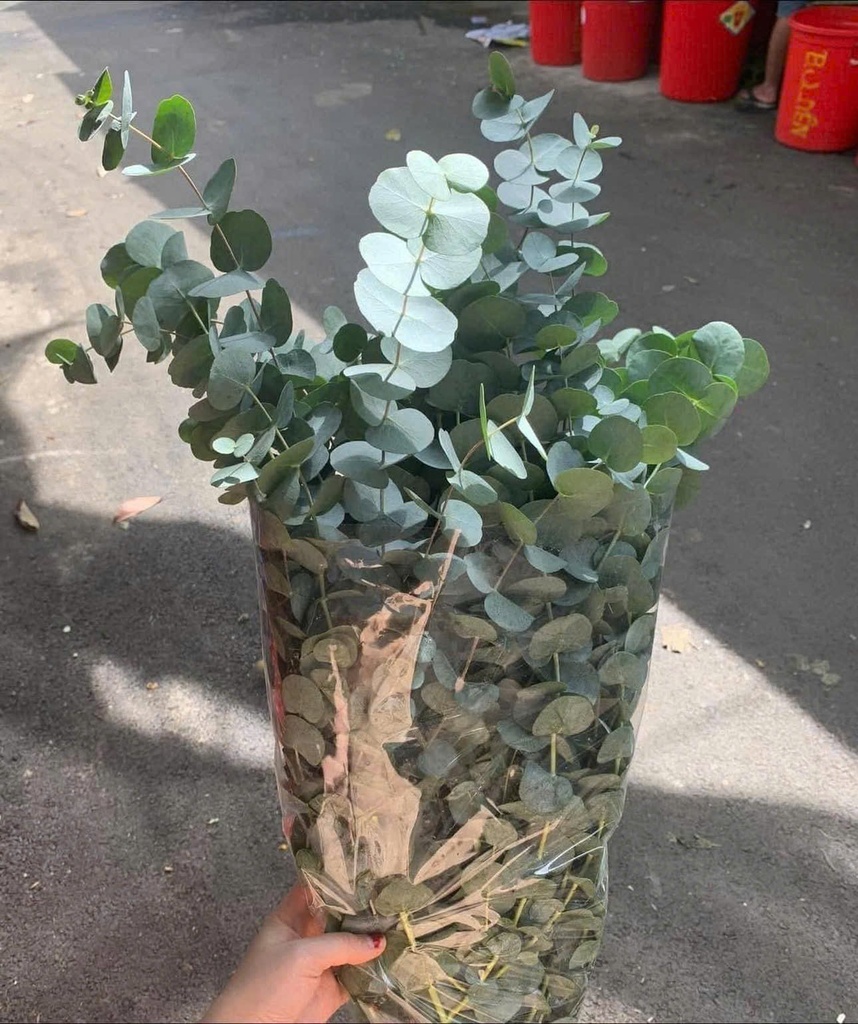Lá bạc lớn