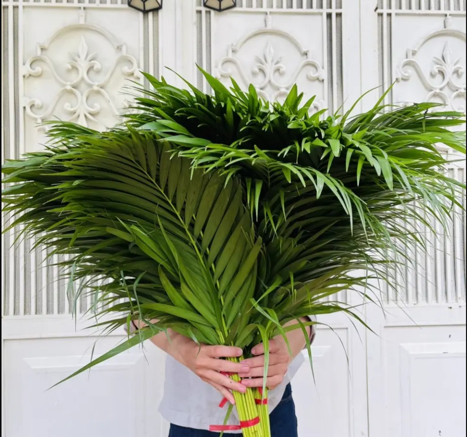 Lá cau nhỏ (40 cành)