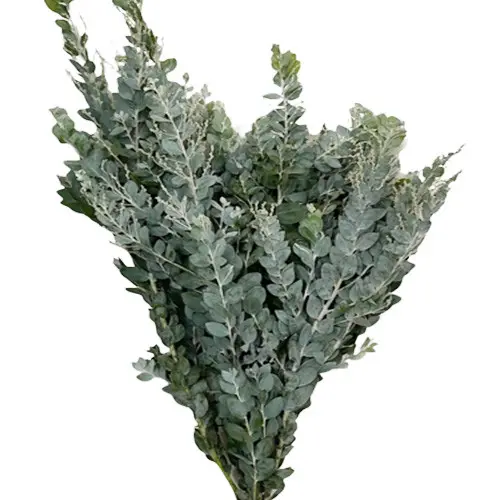 Lá Mimosa (bó 0.5kg)