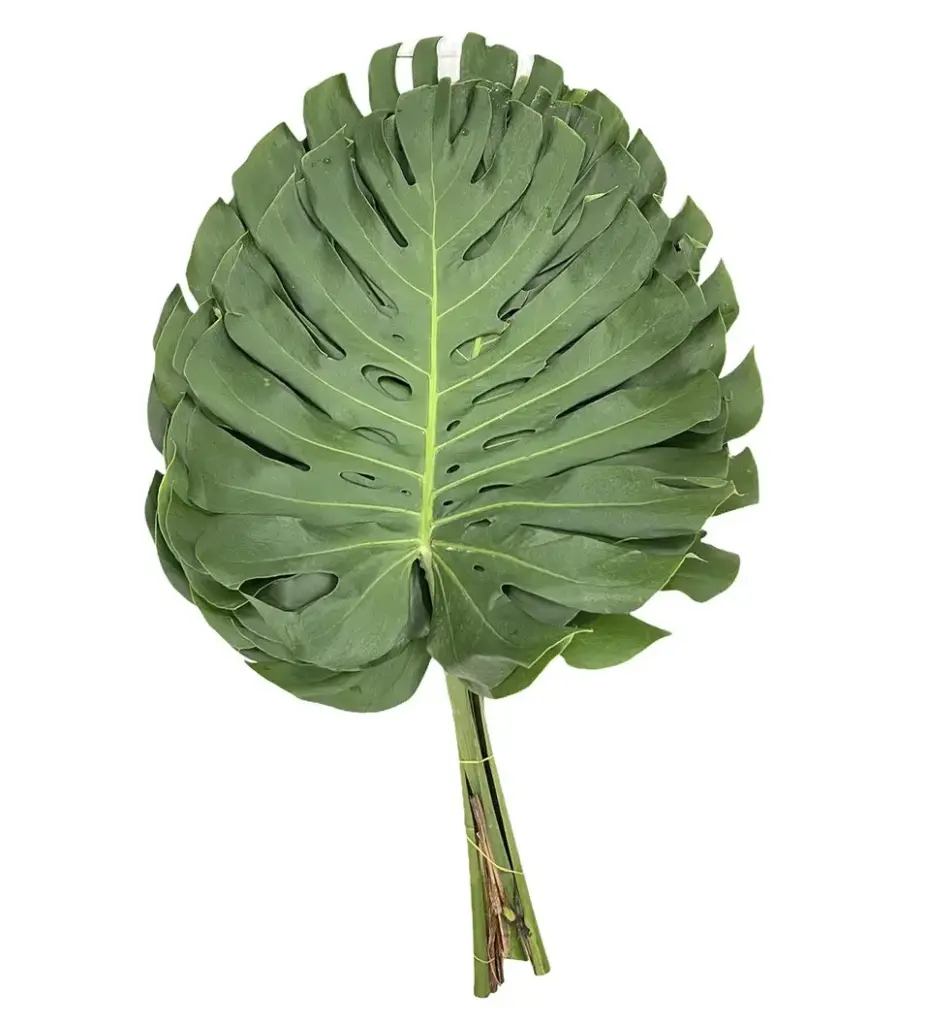 Lá trầu bà Nam mỹ nhỏ (Bó 5 cành -20cm)
