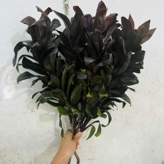 Lá trúc bách hợp, đỏ (5 cành)