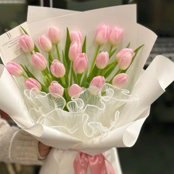Bó Tulip Hồng Dịu Dàng - HCM051