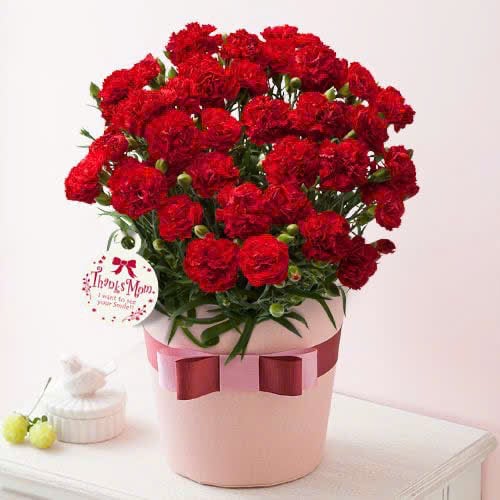 Cẩm Chướng Đỏ Thẵm - HCM078