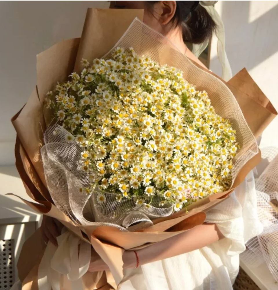 Bó Cúc Tana Xinh Yêu - HCM016