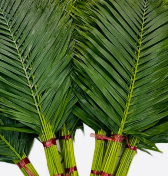 Lá dừa lớn (bó 50 cành) (80-90cm)