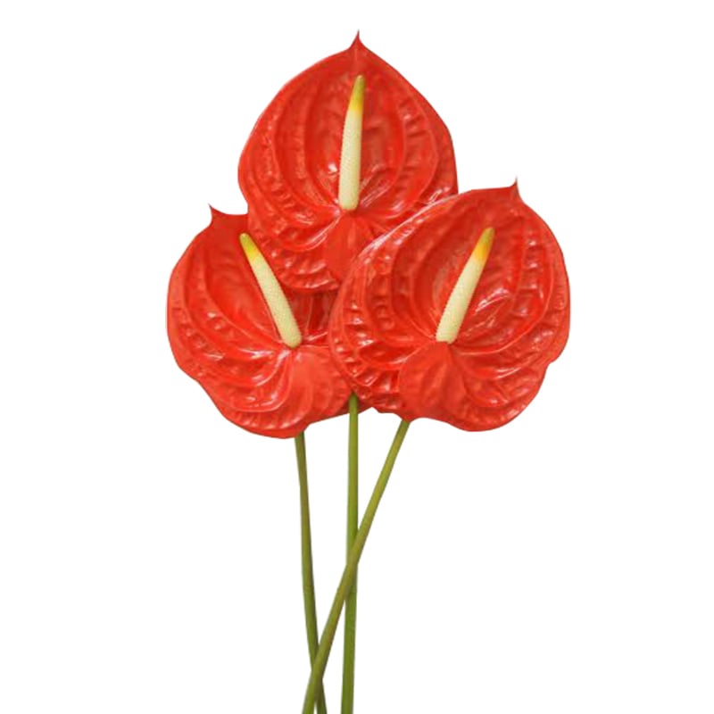 Hồng môn Xanh lá trung - B (bó 10 bông) (55-60cm)  