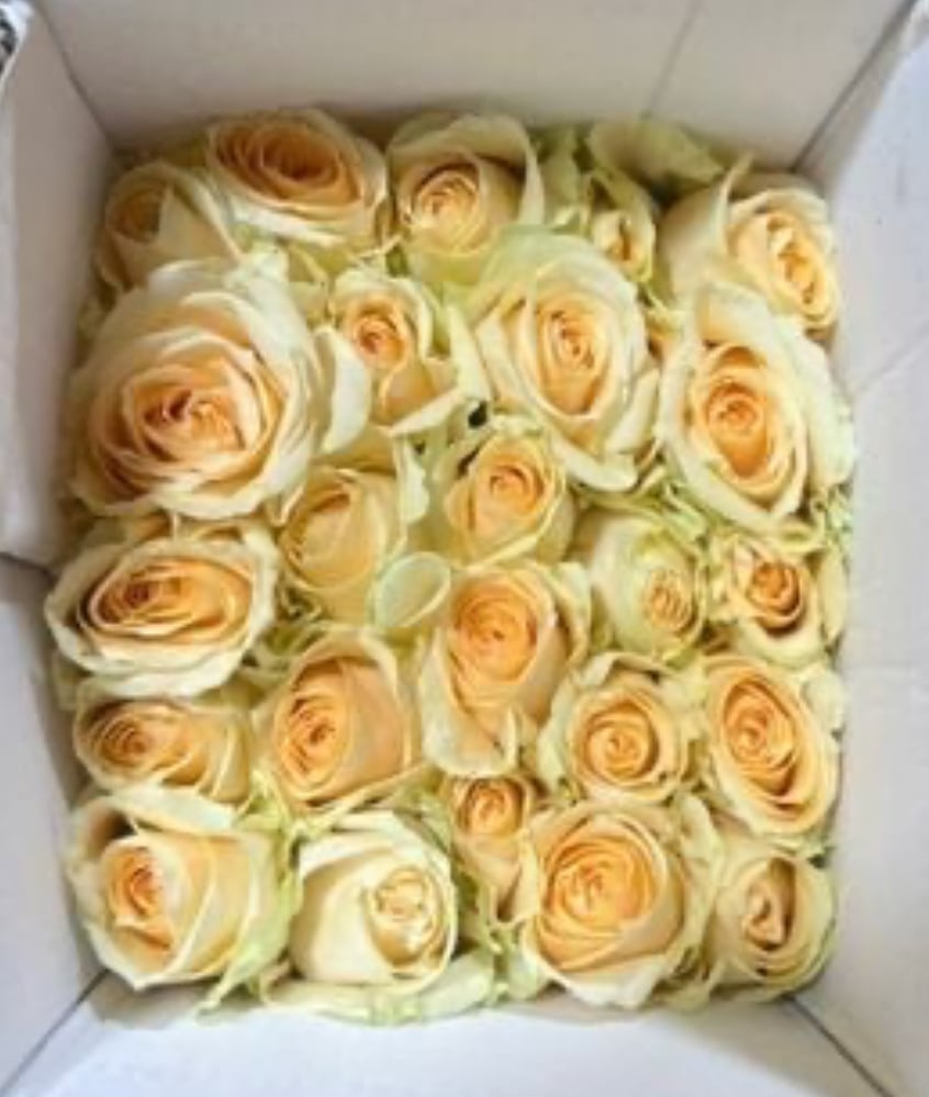 Hoa hồng Kem trứng gà (bó 50 bông)