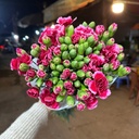Cẩm chướng chùm - Đỏ hồng (20 cành)
