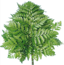 Dương xỉ Pháp nhỏ ( 20 cành)