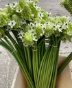 Thiên nga mắt ngọc ( 5 cành)