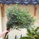 Lá bạch đàn nhí (bó)