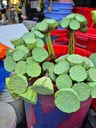 Đài sen