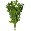Lá chanh nhỏ - C (bó 10 cành)