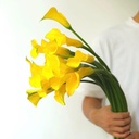 Hoa calla lily - Vàng ( 5 cành)