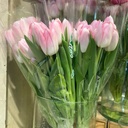 Tulip phớt hồng Pastel (10 bông/bó)