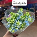 Tiểu Delphin - Xanh tím