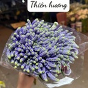 Thiên hương