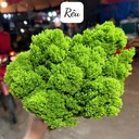 Rêu