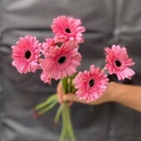 Đồng tiền nhí hồng dâu ( 20 bông)